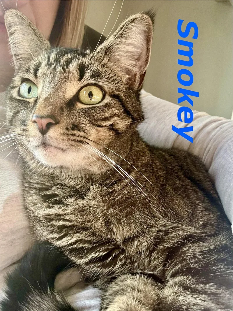 Smokey thumbnail 3