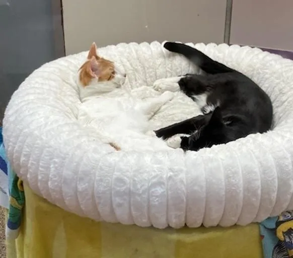 A young medium-sized male Domestic Short Hair cat named Frank for adoption in Springfield, MA