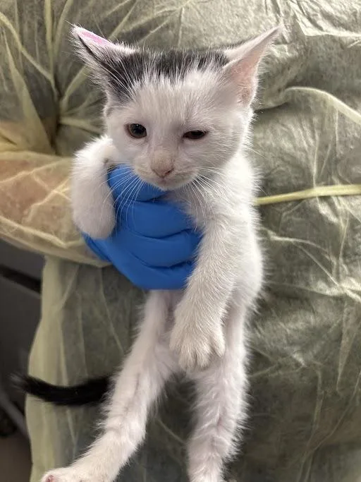 A baby small-sized female Domestic Short Hair cat named Xenonite for adoption in Las Vegas, NV