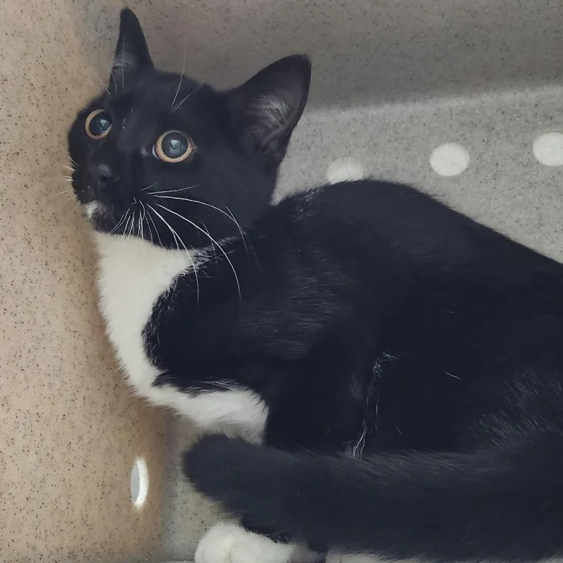 A young medium-sized female Black Domestic Short Hair cat named Working Cat Ruler for adoption in Tacoma, WA