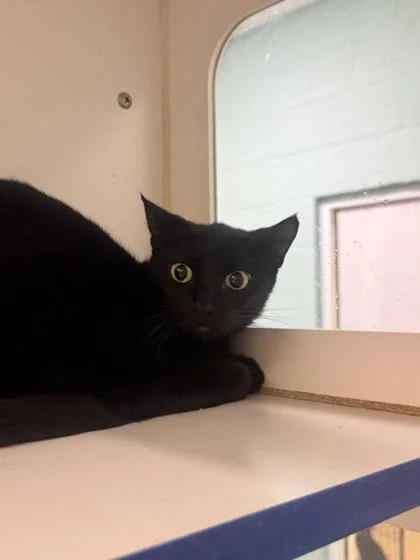 An adult large-sized female Domestic Short Hair cat named Sparkle for adoption in Vero Beach, FL
