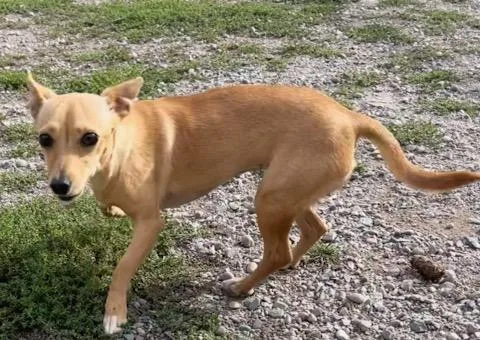 A young small-sized female Chihuahua dog named Melody for adoption in Polson, MT