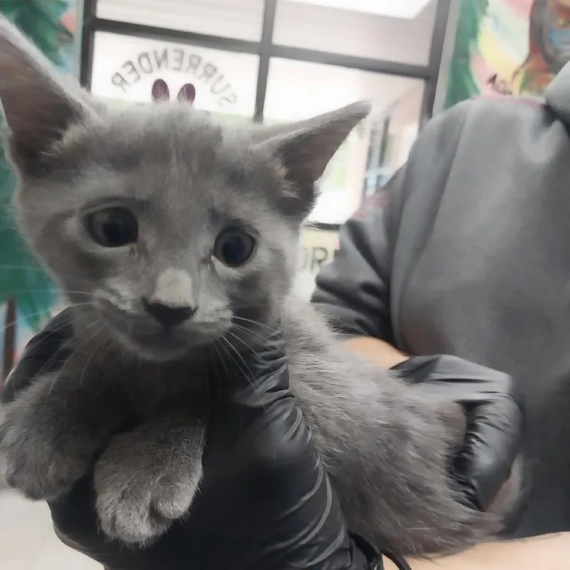 A baby small-sized female Smoke Domestic Short Hair cat named Smoke for adoption in Lufkin, TX