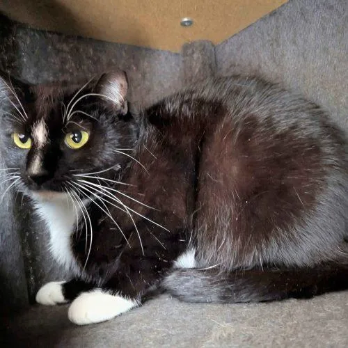 An adult medium-sized female Domestic Short Hair cat named Domino for adoption in Seven Valleys, PA