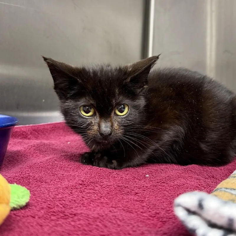 A young medium-sized male Black Domestic Short Hair cat named Snowflake for adoption in Indianapolis, IN