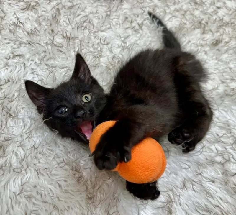 A baby small-sized male Black Domestic Short Hair cat named Chicken for adoption in Philadelphia, PA