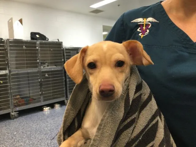A baby small-sized male Chihuahua dog named A for adoption in Riverside, CA