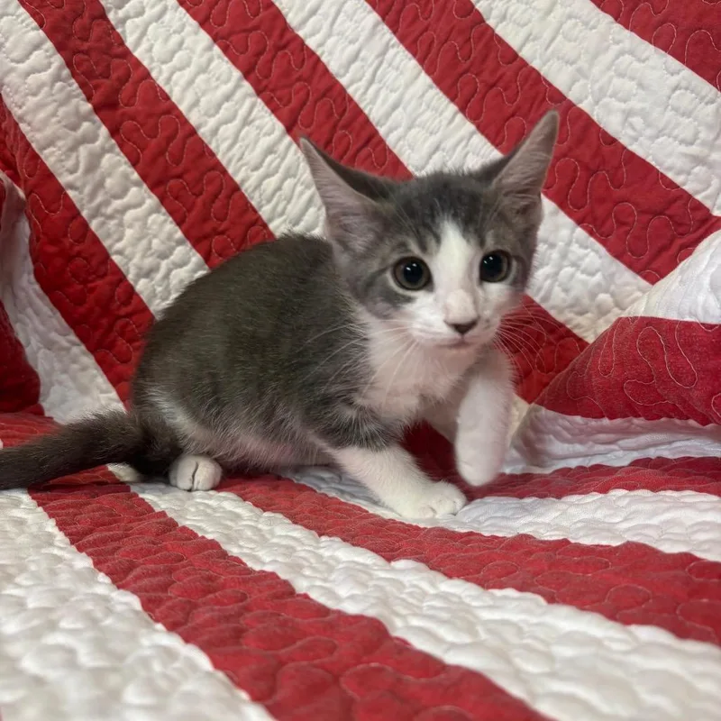 A baby small-sized male Gray / Blue / Silver Domestic Short Hair cat named Bubba for adoption in Columbus, NC