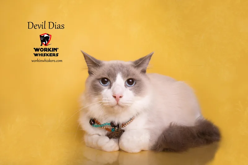 A young medium-sized male Blue Cream Siamese cat named Devil Dias for adoption in HEMET, CA