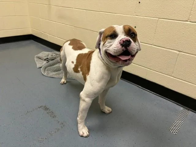 A young large-sized male American Bulldog dog named Bear Force One for adoption in Denver, CO