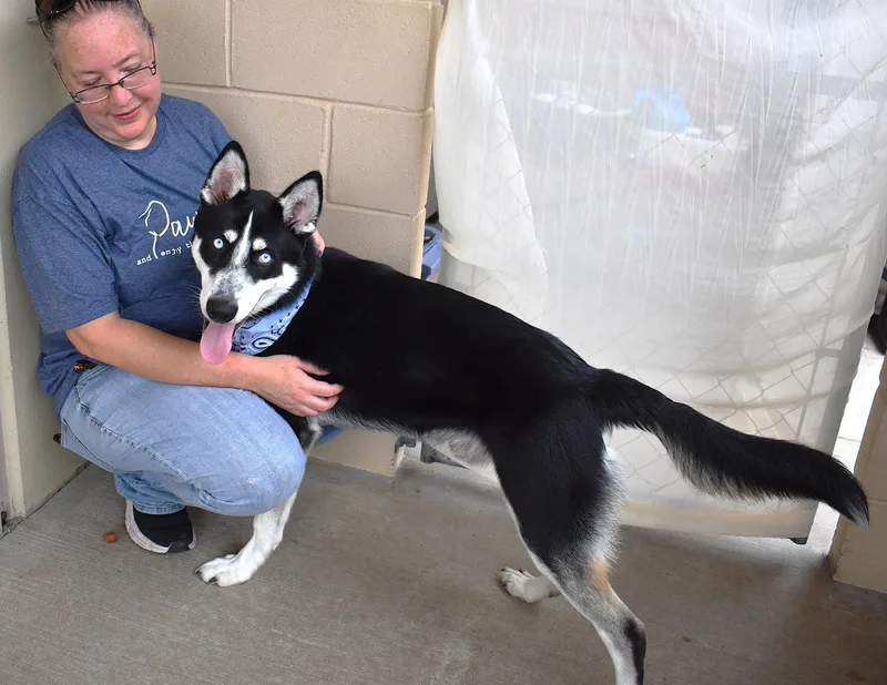 A young large-sized male Husky dog named Eyebrow Bandit for adoption in McKinney, TX
