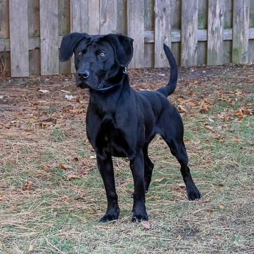 An adult medium-sized male Labrador Retriever dog named Benny for adoption in Arlington Heights, IL