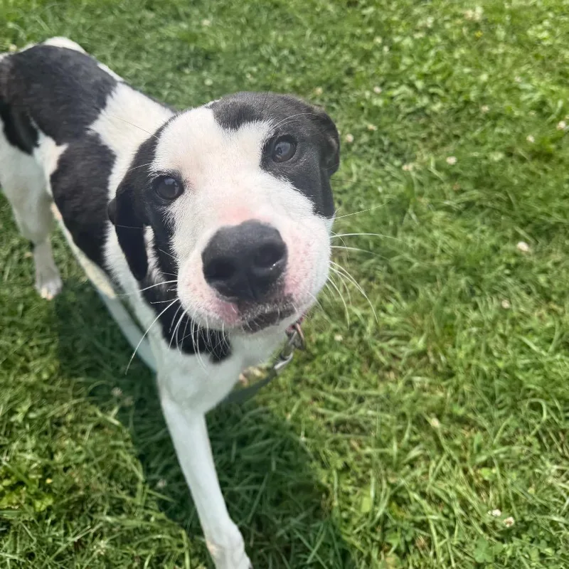 An adult medium-sized female White / Cream Pit Bull Terrier dog named Moocow for adoption in East Smithfield , PA