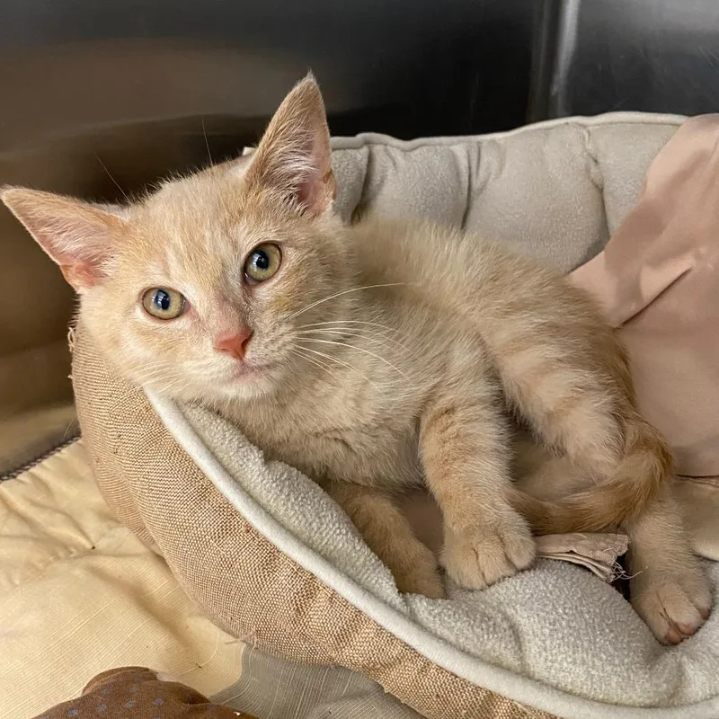A baby small-sized male Buff / Tan / Fawn Domestic Medium Hair cat named Kinder for adoption in Marshall, VA