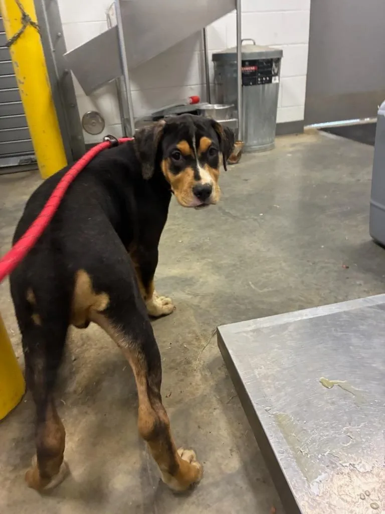 A baby small-sized male Mixed Breed dog named Blue for adoption in Oxford, NC