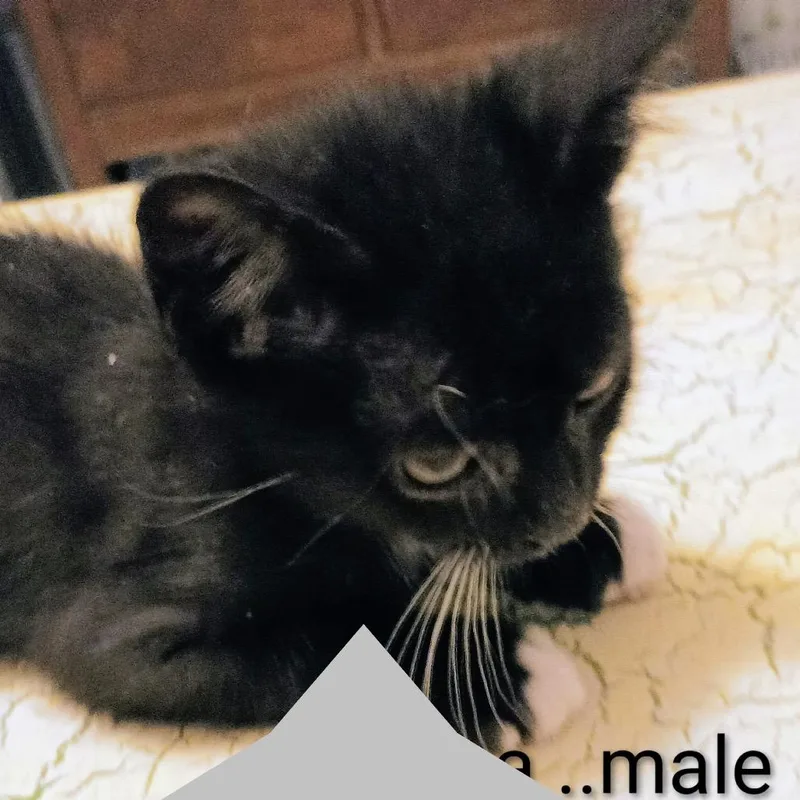 A baby small-sized male Black Domestic Short Hair cat named Jess for adoption in Wappingers Falls, NY
