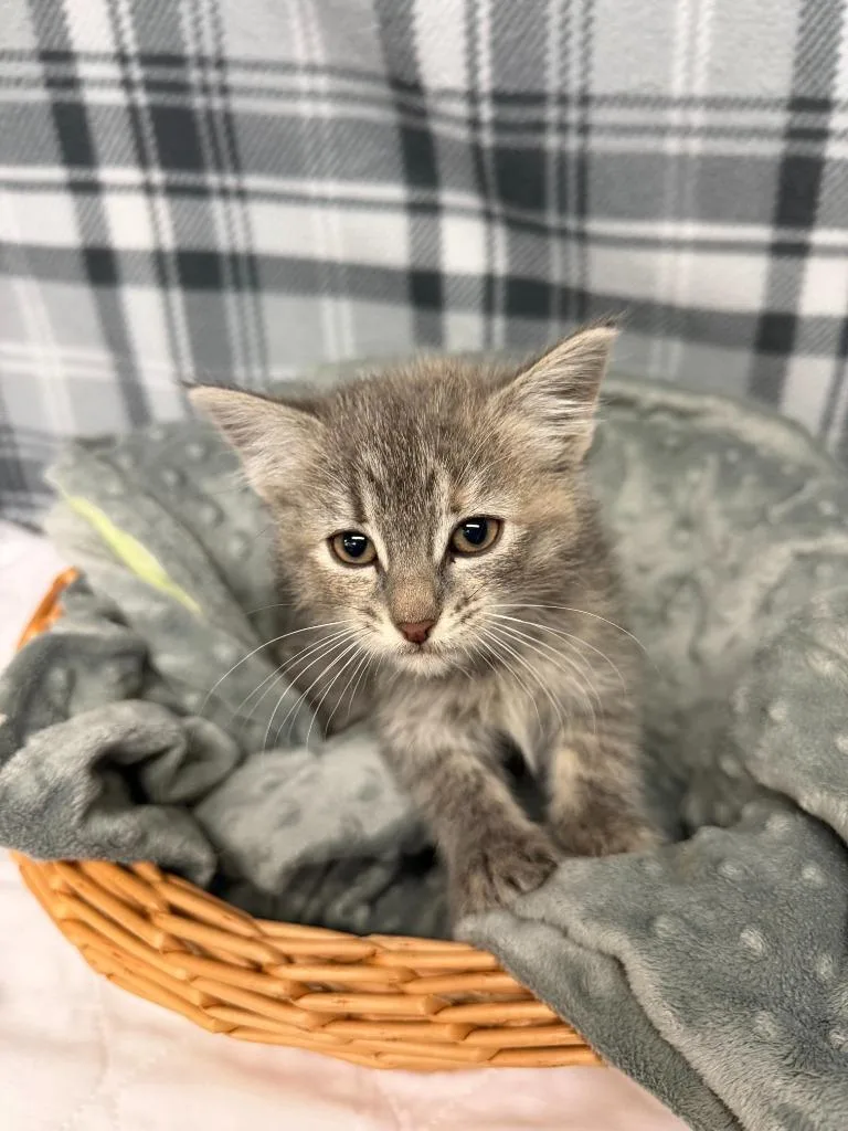 A baby small-sized male Domestic Short Hair cat named Scar for adoption in Algona, IA