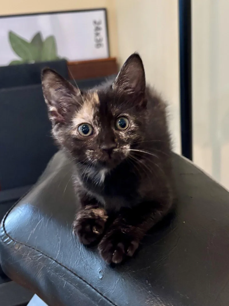 A baby medium-sized female Domestic Short Hair cat named Tsuki for adoption in Trenton, NJ