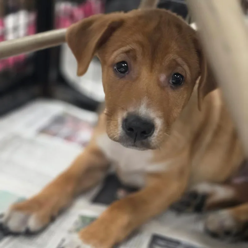 A baby medium-sized male Yellow / Tan / Blond / Fawn Australian Shepherd dog named Charlie RW for adoption in Austin, TX