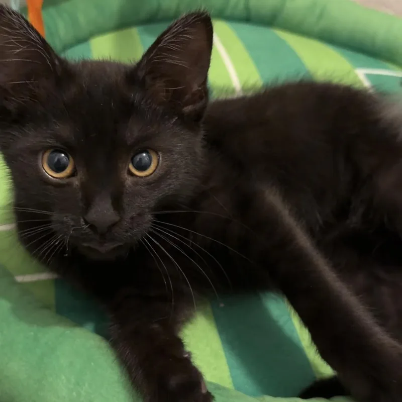A young medium-sized female Black Domestic Short Hair cat named Miss Pepper for adoption in Shaker Heights, OH