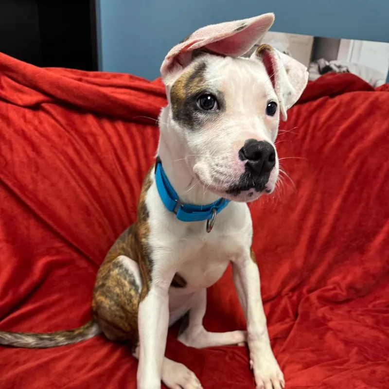 A baby medium-sized female White / Cream Mixed Breed dog named Jules for adoption in Naperville, IL