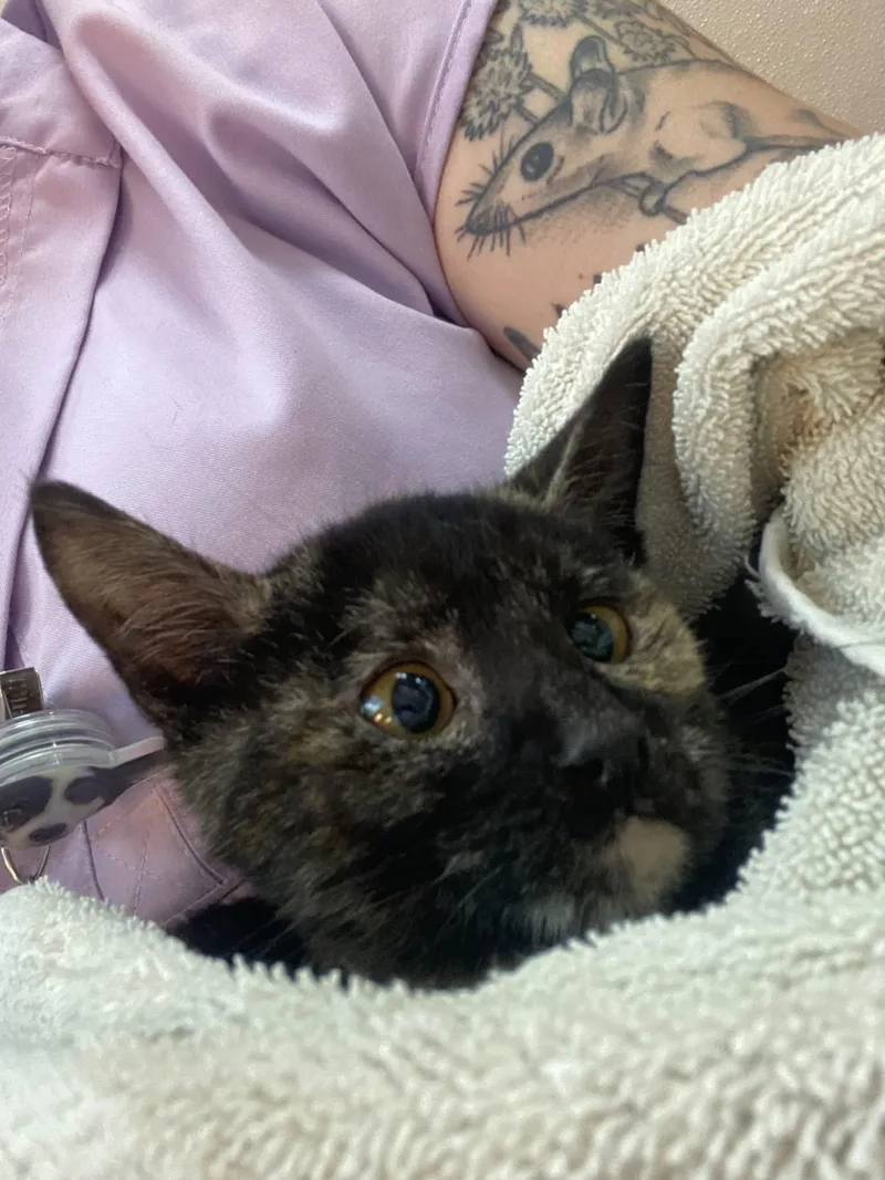 A baby medium-sized female Domestic Medium Hair cat named Ozzy for adoption in Ontario, NY