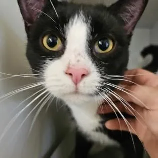 An adult medium-sized male Black & White / Tuxedo Domestic Short Hair cat named Gummy Bear for adoption in Phoenixville, PA