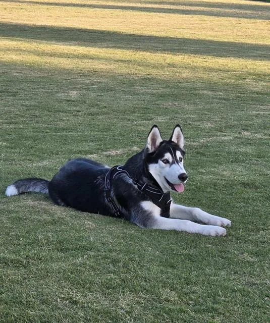 A young medium-sized male Siberian Husky dog named Lunar for adoption in Agoura, CA