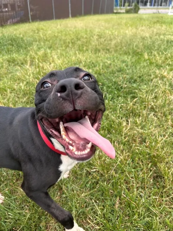 A young medium-sized male Pit Bull Terrier dog named Moondancer for adoption in Richmond, VA