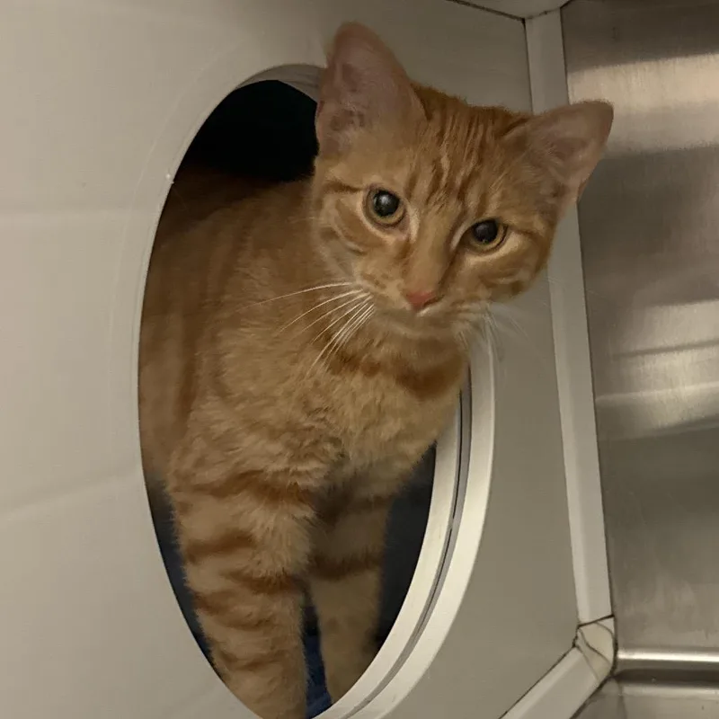 A young medium-sized female Domestic Short Hair cat named Sloane for adoption in Council Bluffs, IA