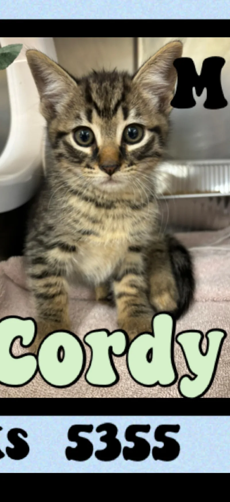 Cordy