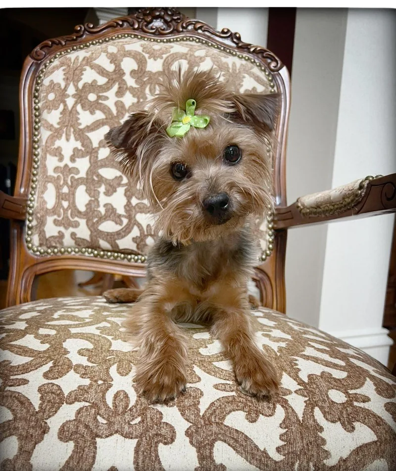 Priscilla