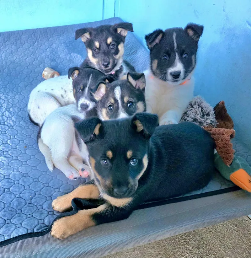 Puppies Puppies Puppies thumbnail 2