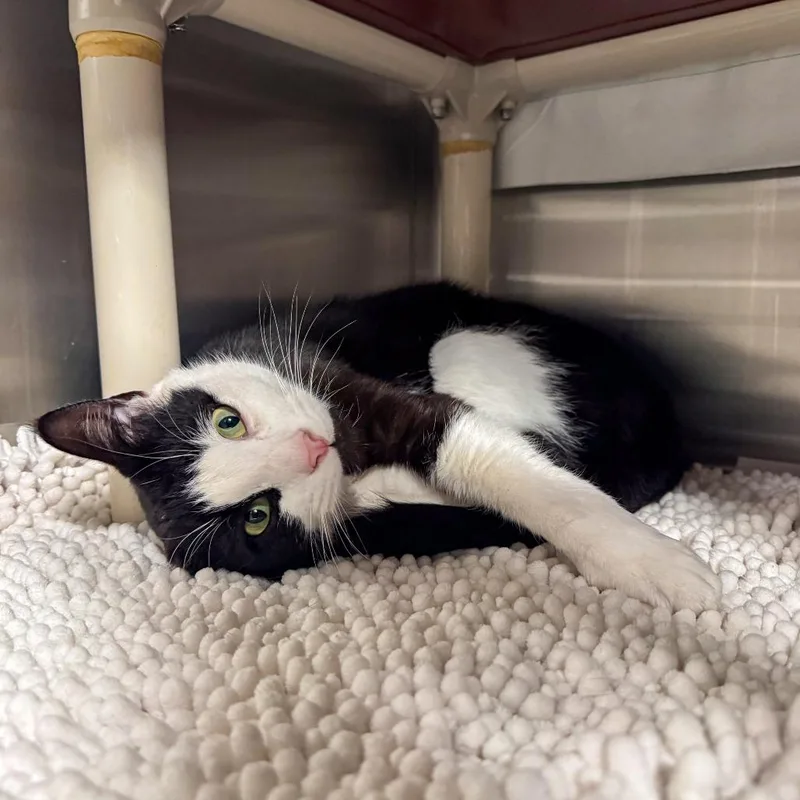 An adult large-sized male White Domestic Short Hair cat named Patches for adoption in Kennebunk, ME