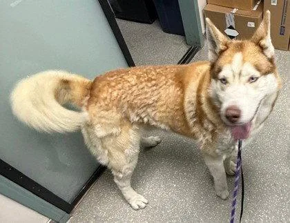 A young large-sized male Husky dog named Cheeto for adoption in Oakland, CA