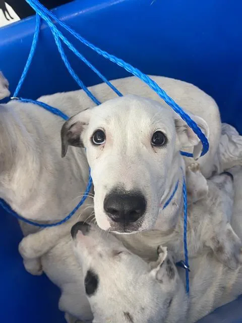 A baby large-sized female Mixed Breed dog named Luna for adoption in Dallas, TX
