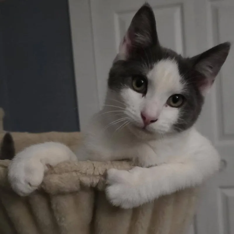 Silverine thumbnail 2