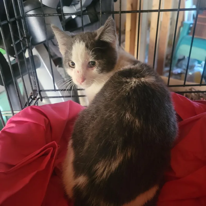 Silverine thumbnail 3