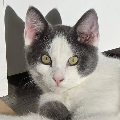 Silverine thumbnail 4