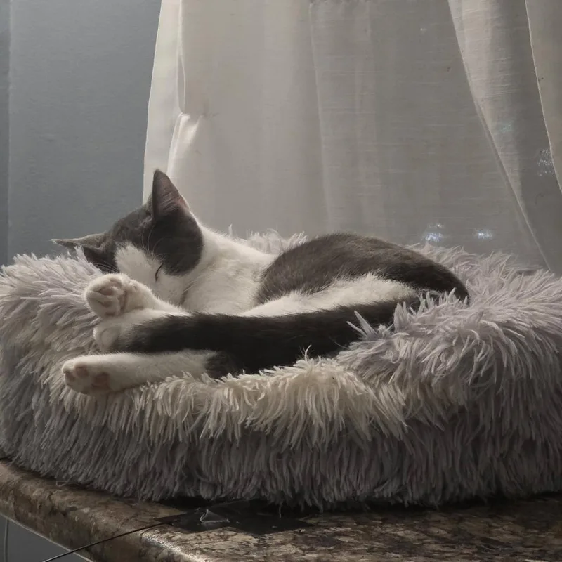 Silverine thumbnail 5