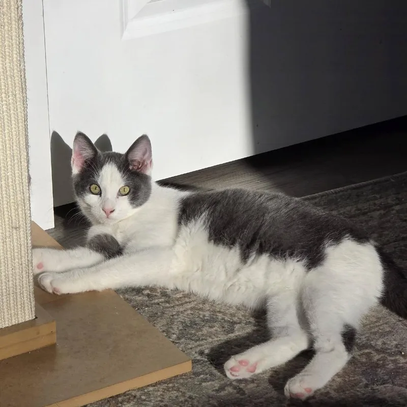 Silverine thumbnail 6