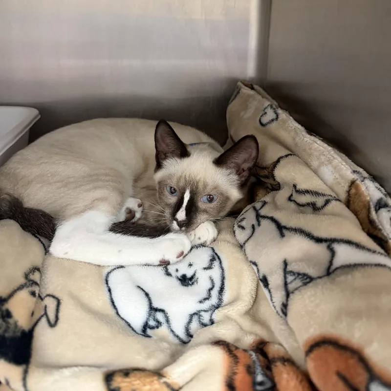 A baby small-sized male Seal Point Snowshoe cat named Zamboni for adoption in Lakeland, FL