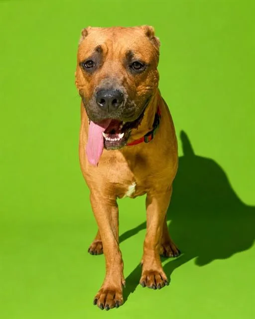 A young small-sized male Mixed Breed dog named Tyrone for adoption in Jacksonville, FL