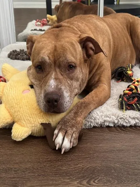 An adult medium-sized female American Bully dog named Remi for adoption in Ocala, FL