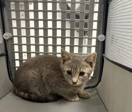A baby small-sized male Domestic Short Hair cat named Dinkley for adoption in Sevierville, TN