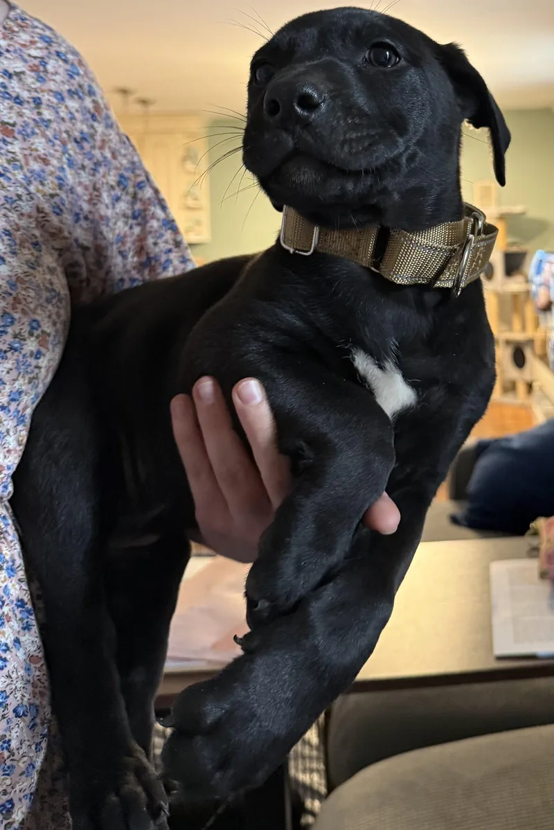 A baby large-sized female Labrador Retriever dog named Parmesan for adoption in Garner, NC