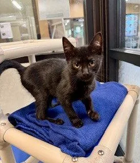 A baby medium-sized male Black Domestic Short Hair cat named Sardine for adoption in Clyde, NC