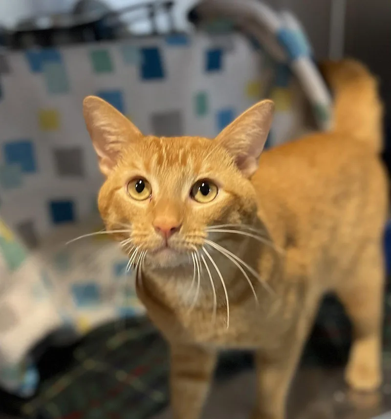An adult medium-sized male Orange / Red Domestic Short Hair cat named Mr. Fox for adoption in Oakland, CA