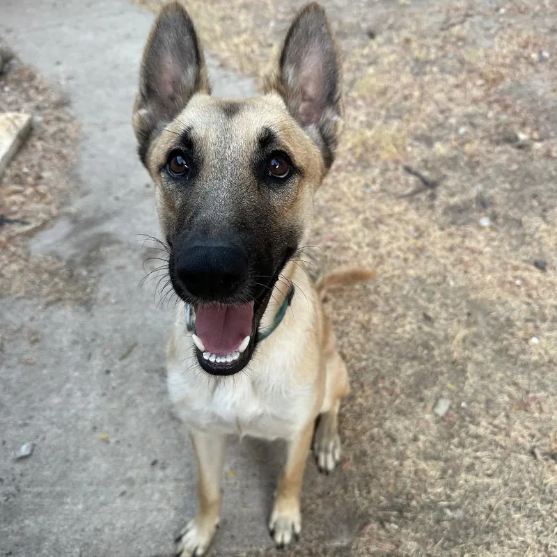 A young medium-sized male Yellow / Tan / Blond / Fawn German Shepherd Dog named Brazos for adoption in Aledo, TX