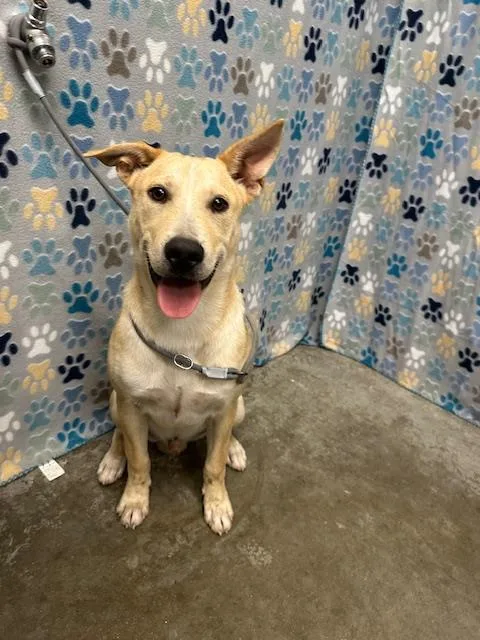 A young small-sized male Labrador Retriever dog named Cobb for adoption in Rosenberg, TX